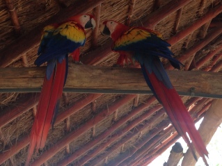 Macaws just chillin